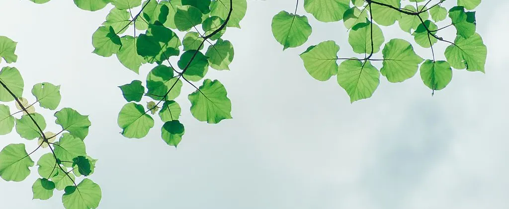 Des feuilles vertes en forme de cœur pendent gracieusement des branches sur un ciel pâle, un doux rappel de la beauté de la nature et de l'importance des critères ESG dans la préservation de ces paysages sereins.