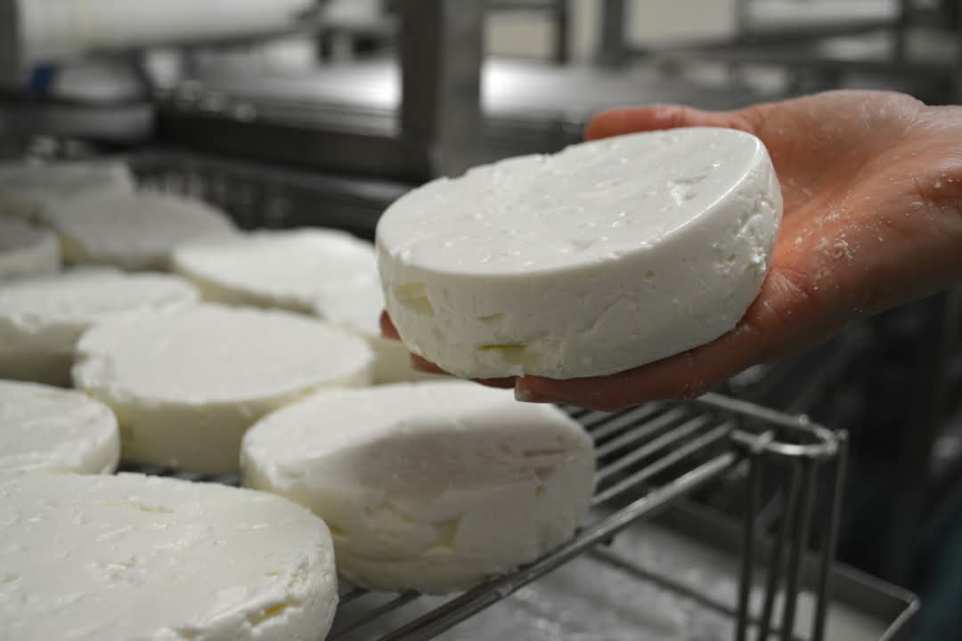 Une main tenant une meule de fromage ronde et blanche au-dessus d'une grille en métal avec plusieurs autres meules de fromage en arrière-plan.