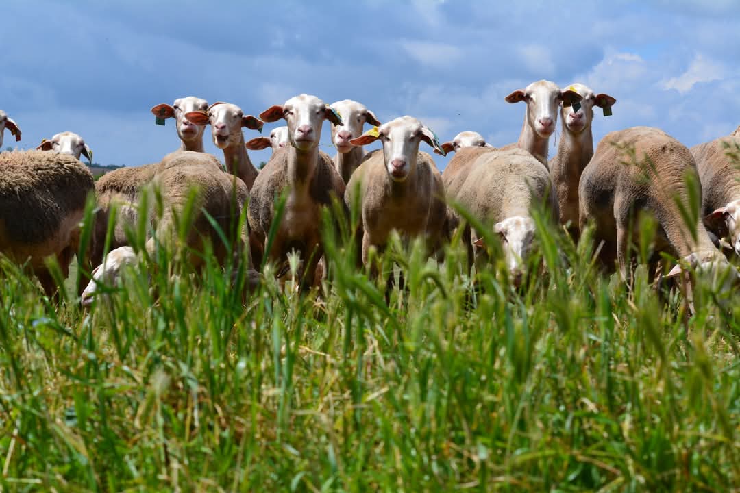 Un groupe de moutons se tient serré les uns contre les autres dans un champ herbeux sous un ciel partiellement nuageux.